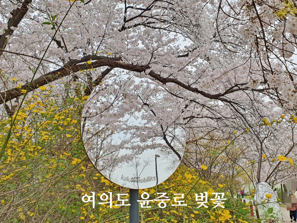 여의도 벚꽃축제 윤중로 벚꽃 서울 봄나들이 지금 가볼만한곳