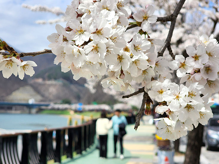 국내 봄여행지 벚꽃여행 단양 벚꽃축제 봄꽃구경 소금정 공원 시작