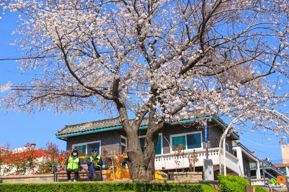 4월 부산 가볼만한곳 부산 벚꽃명소 온천천 벚꽃 유채꽃 사진 명소