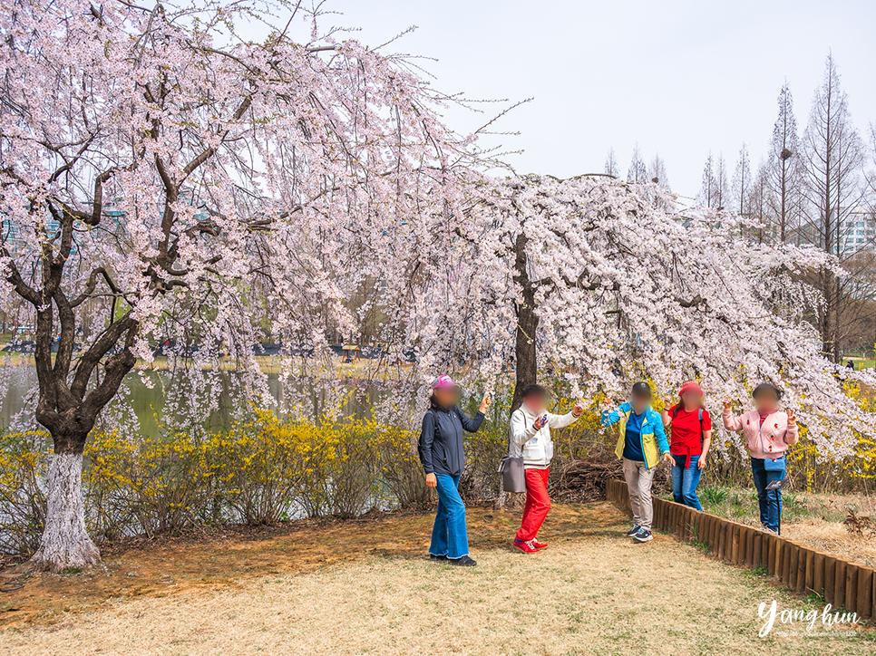 경기도 일산 가볼만한곳 놀거리 일산 호수공원 일산 벚꽃 명소