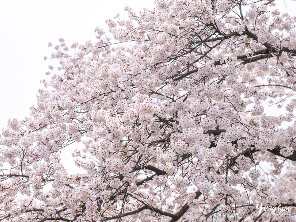 경기도 일산 가볼만한곳 놀거리 일산 호수공원 일산 벚꽃 명소