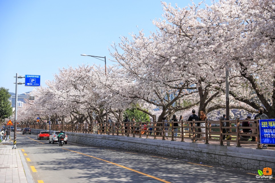 4월 부산 가볼만한곳 부산 벚꽃명소 온천천 벚꽃 유채꽃 사진 명소
