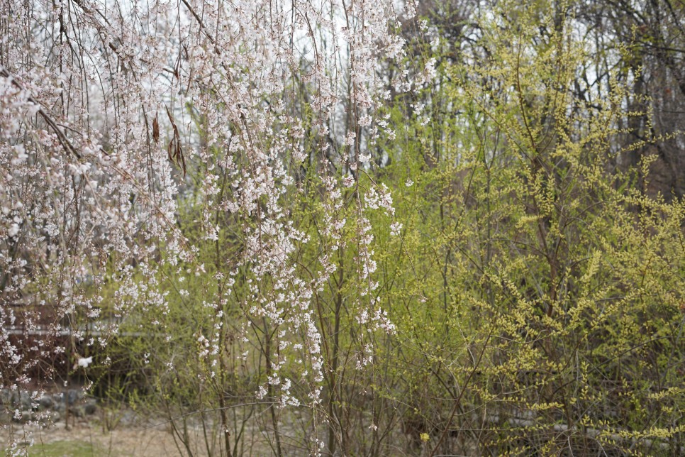 서울 벚꽃 명소 주말데이트 꽃구경 남산 둘레길 서울숲 북서울꿈의숲