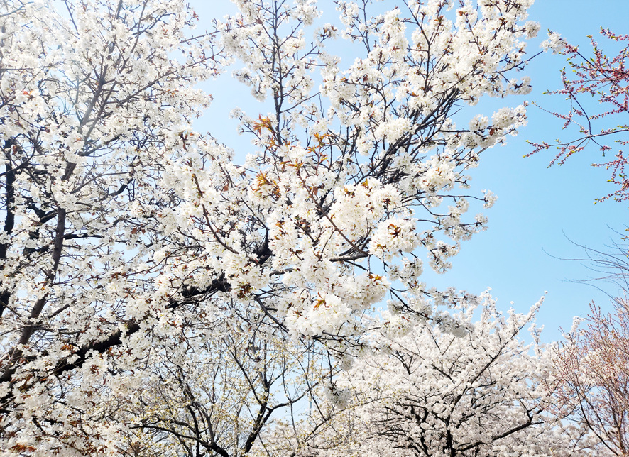 서울 벚꽃 명소 여의도 윤중로 벚꽃 축제 만개 주말 나들이