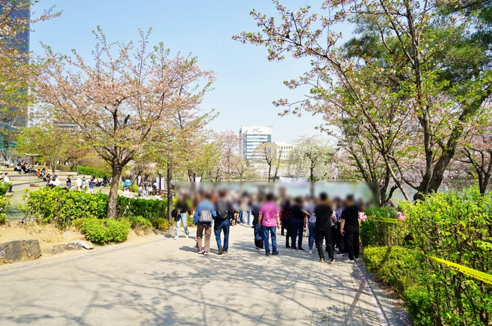 서울 벚꽃 만개시기 실시간 상황 잠실 석촌호수 벚꽃 축제 정보