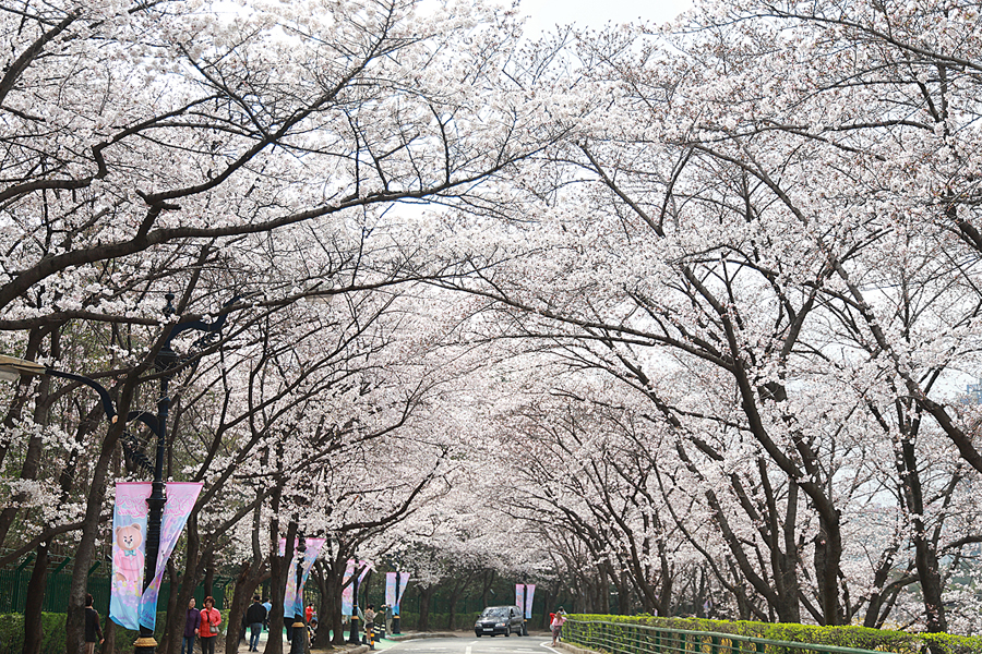 대구 이월드 벚꽃 할인 83타워 대구 꽃구경 이월드 블라썸 피크닉