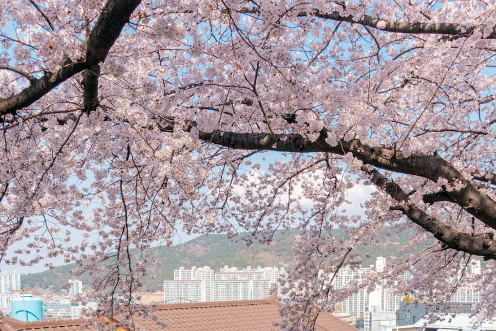 부산 벚꽃 명소 부산 나들이 추천 7