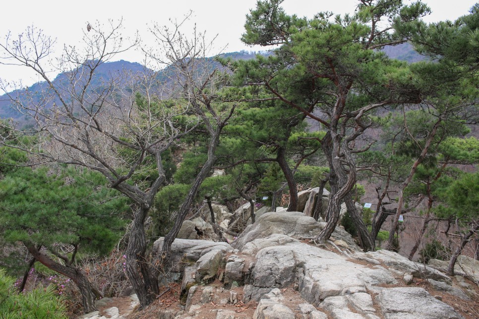 북한산 등산코스 진달래능선 서울 등산 초보 코스 보광사 원점