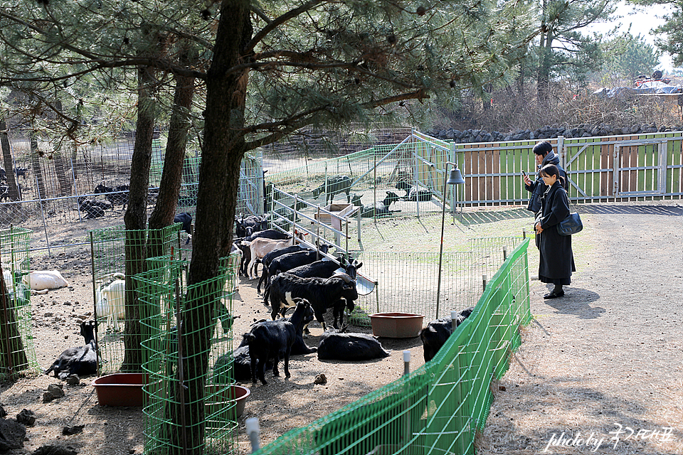 제주 여행 갈만한곳 제주도 놀거리 편백포레스트