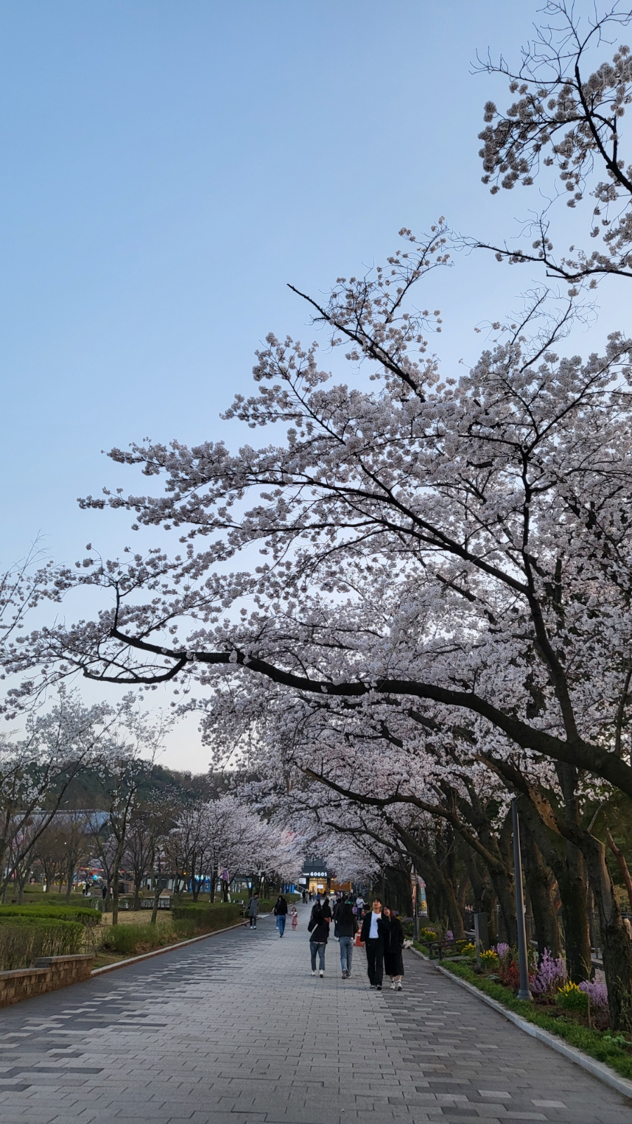 보고싶은 어머니 산소 과천 서울대공원  벚꽃과 가족 사랑