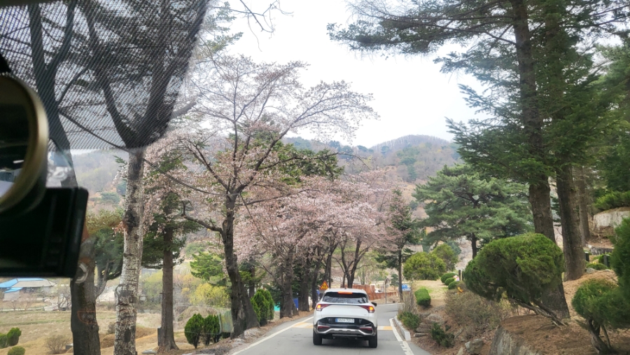 보고싶은 어머니 산소 과천 서울대공원  벚꽃과 가족 사랑