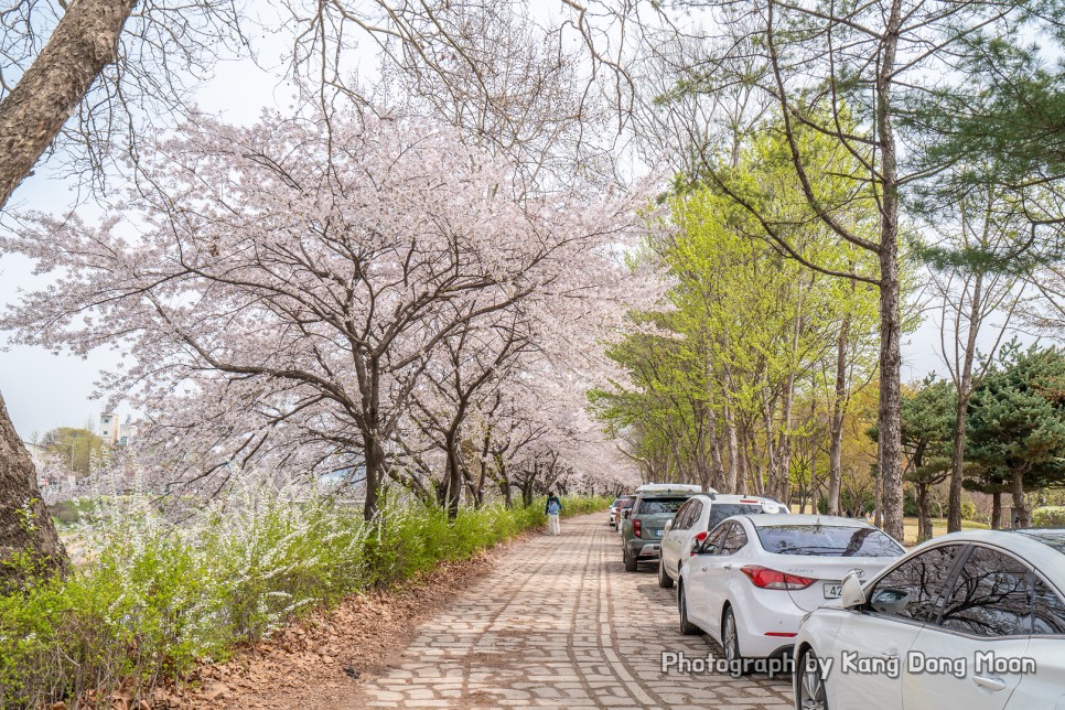 대전 가볼만한곳 대전 데이트 코스 놀거리 대전 벚꽃 명소 대전 유림공원 피크닉