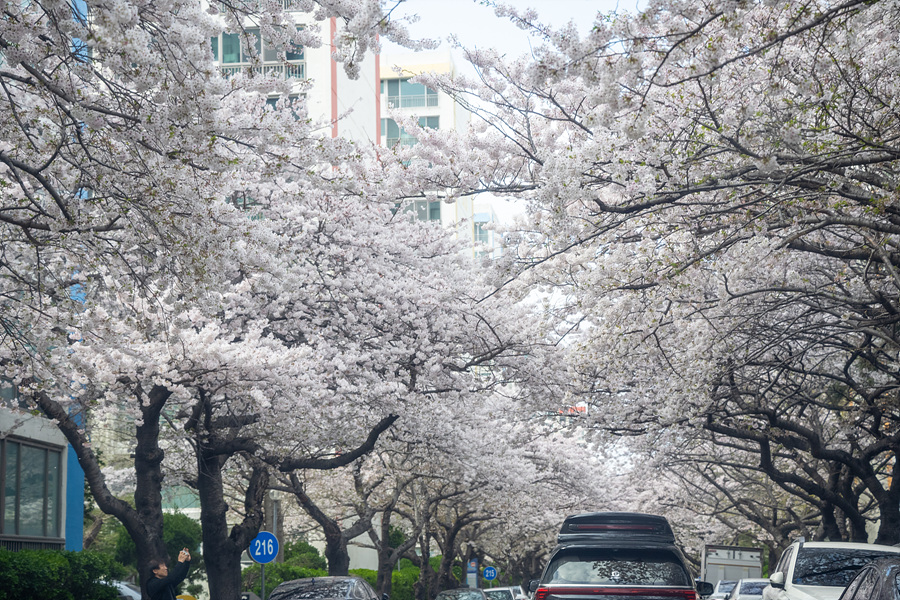 부산 오륙도 수선화 해운대 달맞이길 부산 광안리 벚꽃 여행