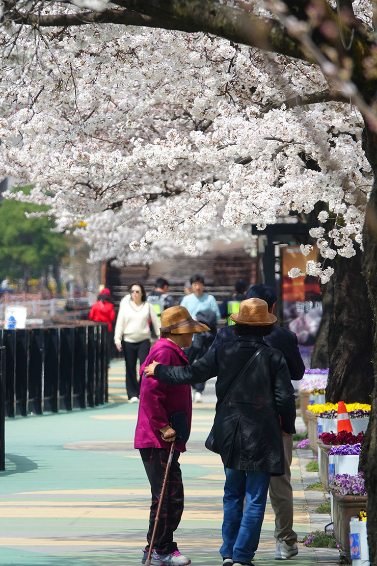 국내 봄여행지 벚꽃여행 단양 벚꽃축제 봄꽃구경 소금정 공원 시작