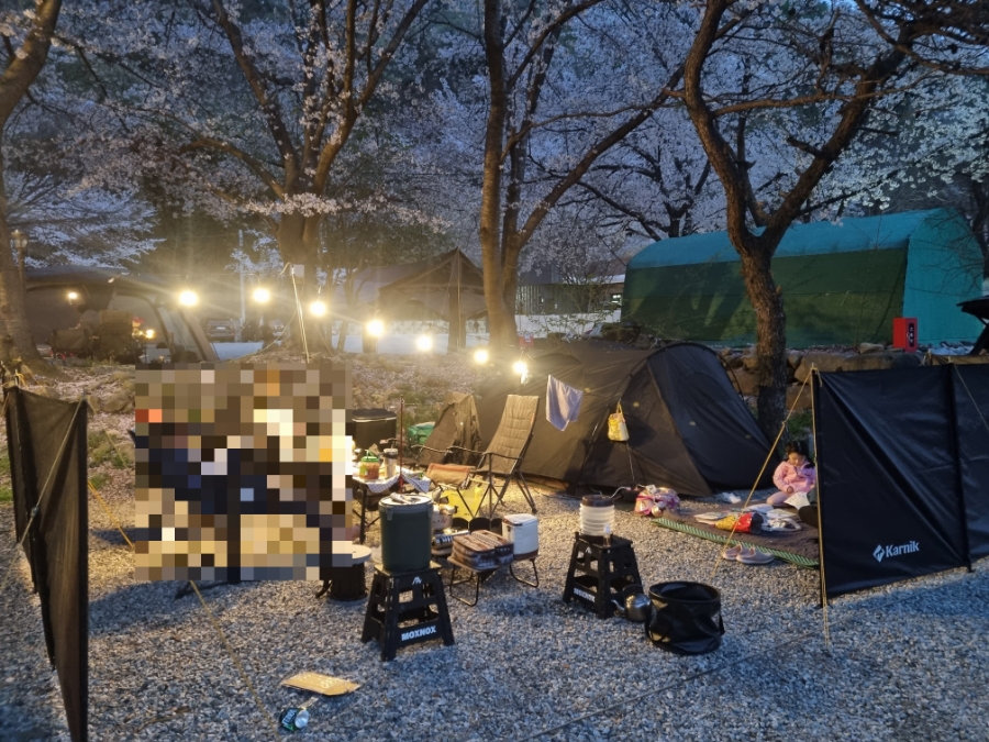 58번째 캠핑) 3주만에 벚꽃캠 성공~ 양산 라라캠핑장
