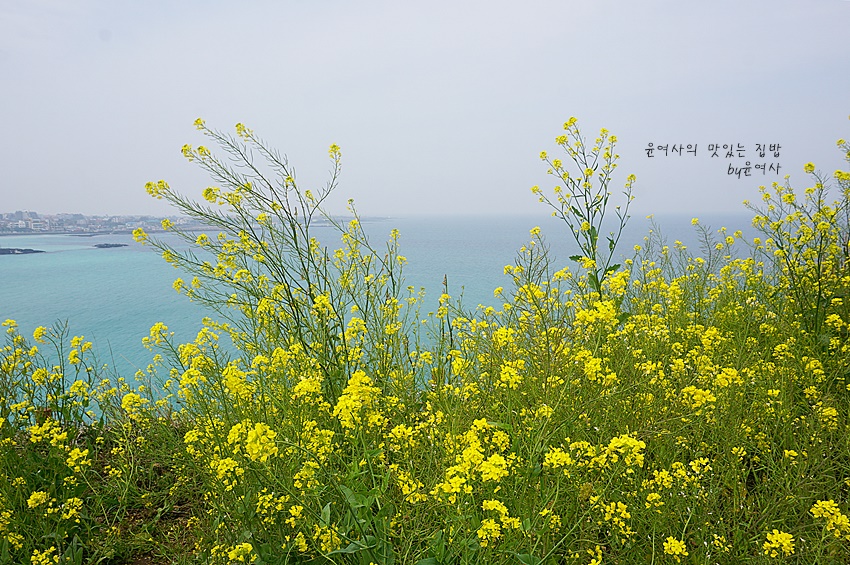제주 함덕 해변 서우봉에 노란 유채꽃이 가득