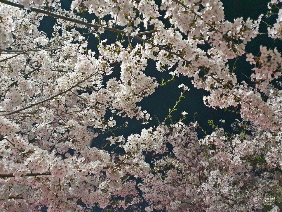 여의도 벚꽃축제 윤중로 벚꽃 서울 봄나들이 지금 가볼만한곳