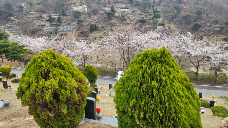 보고싶은 어머니 산소 과천 서울대공원  벚꽃과 가족 사랑