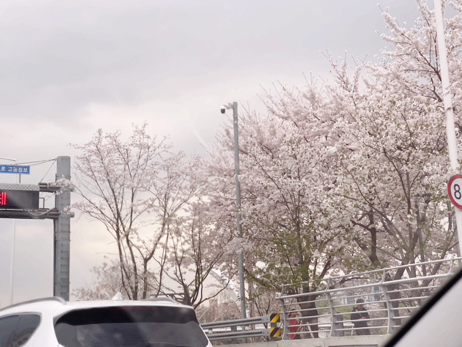 서울 벚꽃 만개시기 실시간 상황 잠실 석촌호수 벚꽃 축제 정보