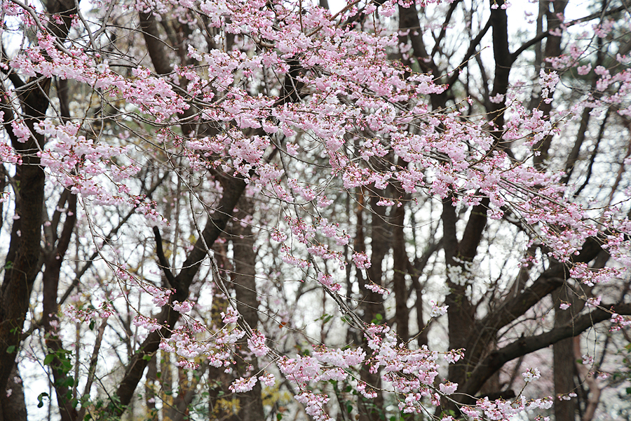 대구 이월드 벚꽃 할인 83타워 대구 꽃구경 이월드 블라썸 피크닉