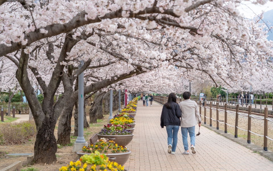 진해 벚꽃 명소 경화역 공원 여좌천 로망스 다리 : 진해 가볼만한곳