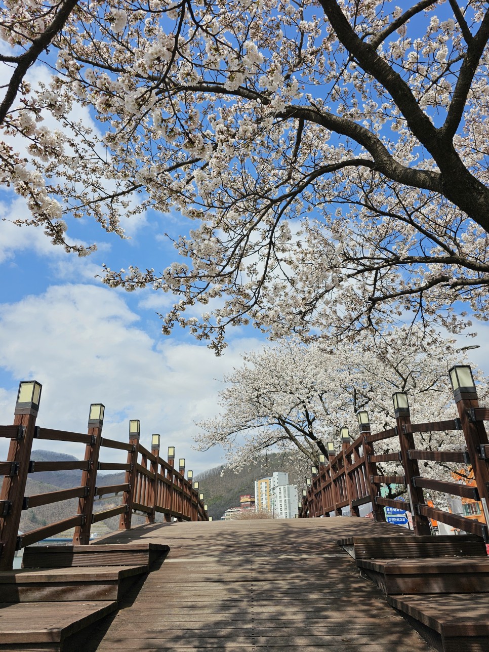 단양 여행 벚꽃 개화 활짝 소금정공원~잔도 길 3km 걷기 하이킹(2024 단양 벚꽃 야경투어)
