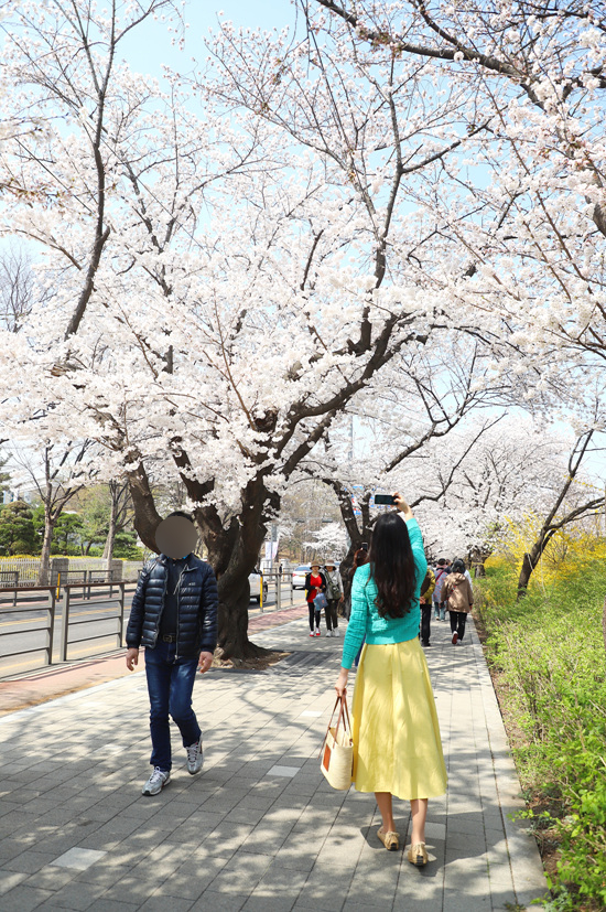 서울 벚꽃 명소 여의도 윤중로 벚꽃 축제 만개 주말 나들이