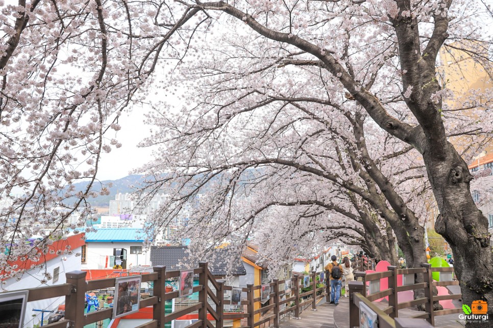부산 벚꽃 핫플레이스 개금동 벚꽃길 꽃구경 부산 뚜벅이 여행