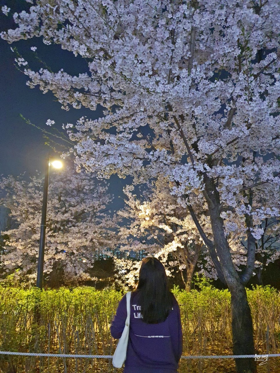 여의도 벚꽃축제 윤중로 벚꽃 서울 봄나들이 지금 가볼만한곳