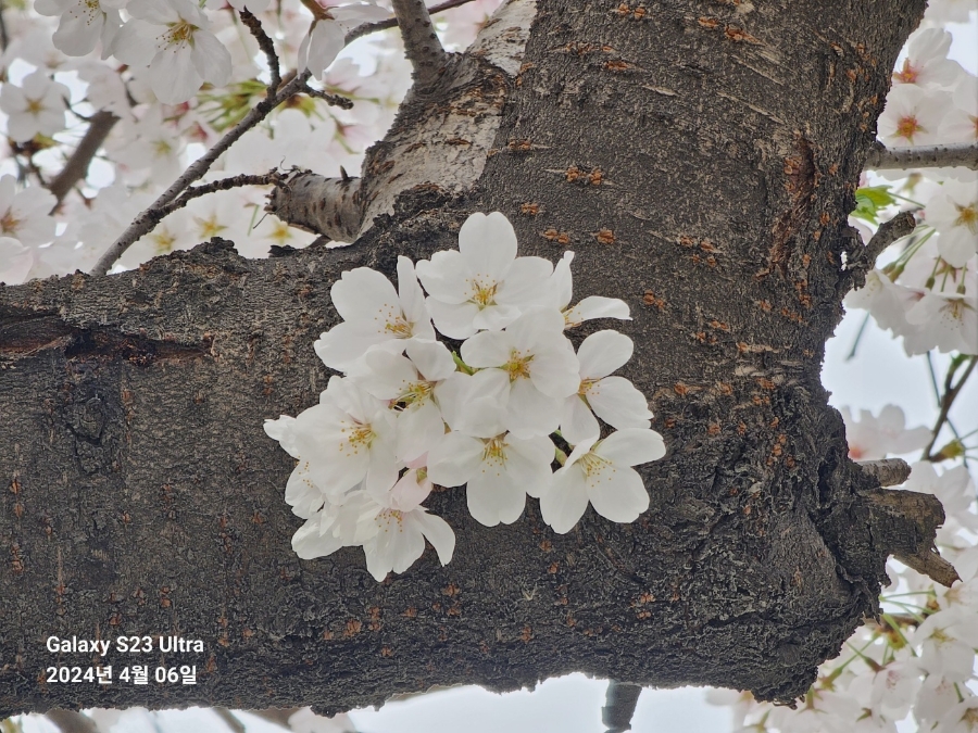 보고싶은 어머니 산소 과천 서울대공원  벚꽃과 가족 사랑