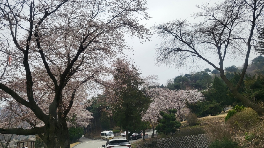 보고싶은 어머니 산소 과천 서울대공원  벚꽃과 가족 사랑