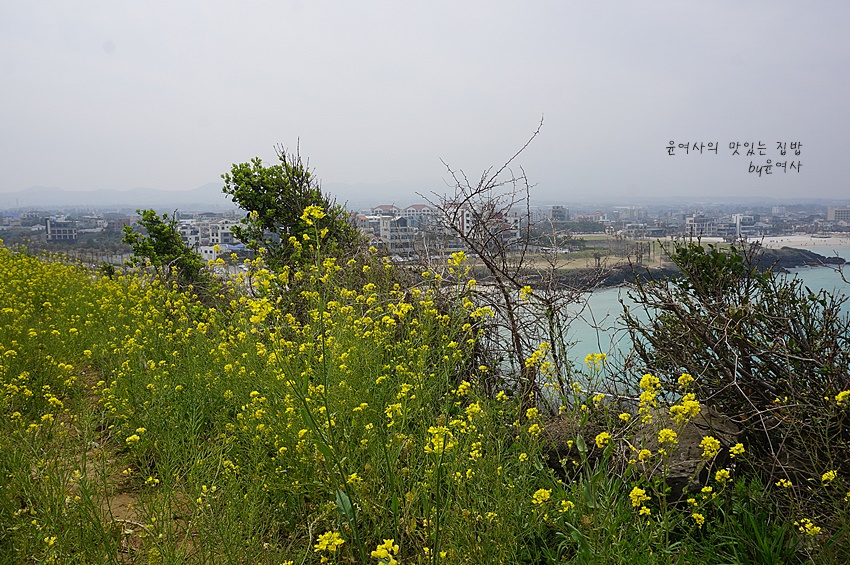 제주 함덕 해변 서우봉에 노란 유채꽃이 가득