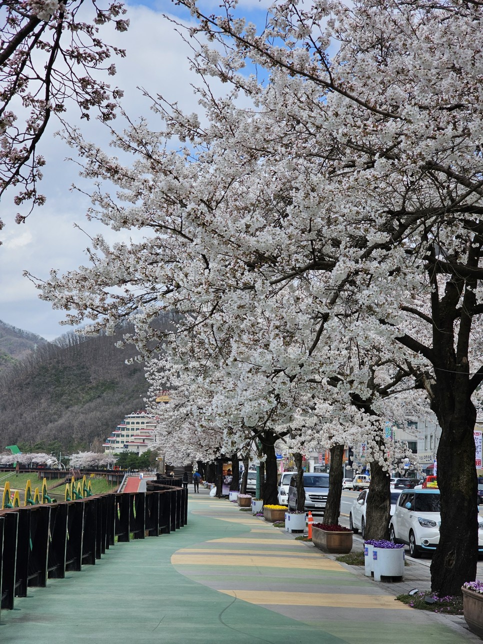 단양 여행 벚꽃 개화 활짝 소금정공원~잔도 길 3km 걷기 하이킹(2024 단양 벚꽃 야경투어)
