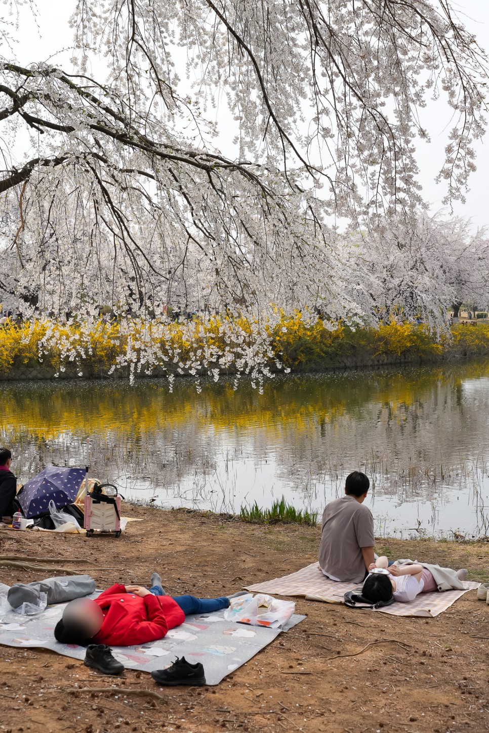 서울근교 여행 일산 호수공원 벚꽃 만개 4월6일 실시간