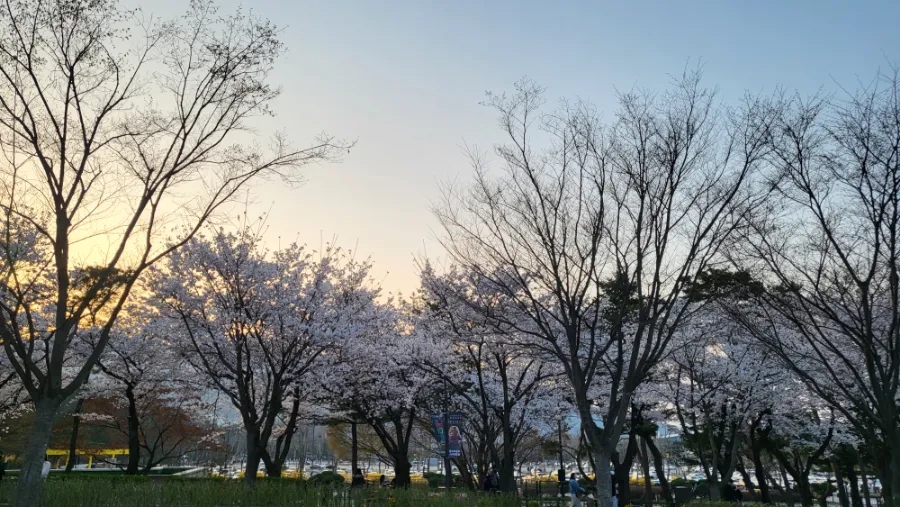 보고싶은 어머니 산소 과천 서울대공원  벚꽃과 가족 사랑