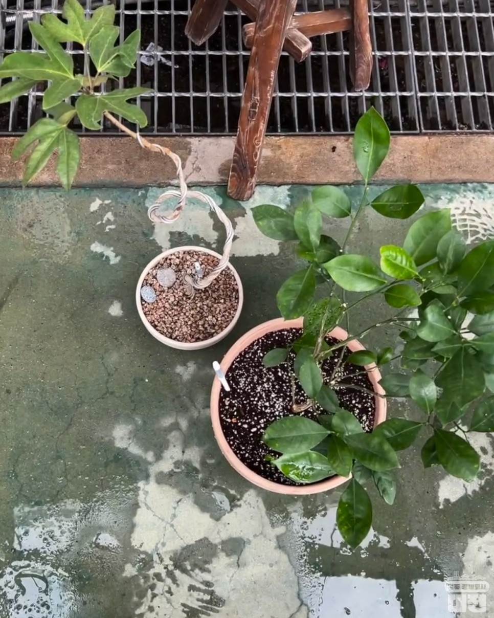 우리집 식물이 아플 땐, 대전시청 화분병원