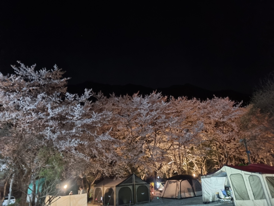 58번째 캠핑) 3주만에 벚꽃캠 성공~ 양산 라라캠핑장