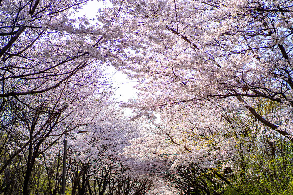 서울 벚꽃 명소 성수동 서울숲