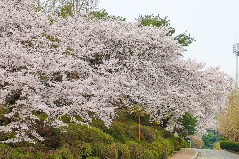 천안 가볼만한곳 천호지 벚꽃 천안 데이트코스 단대호수공원