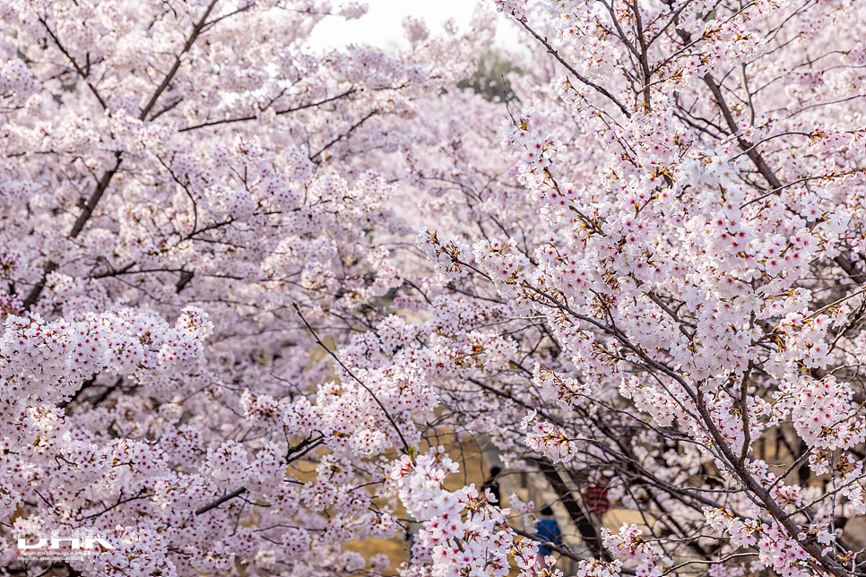 실시간 만개한 서울 벚꽃명소 3곳 - 석촌호수 롯데월드 벚꽃축제 서울숲 벚꽃 양재천 벚꽃길 지금 가볼만한곳