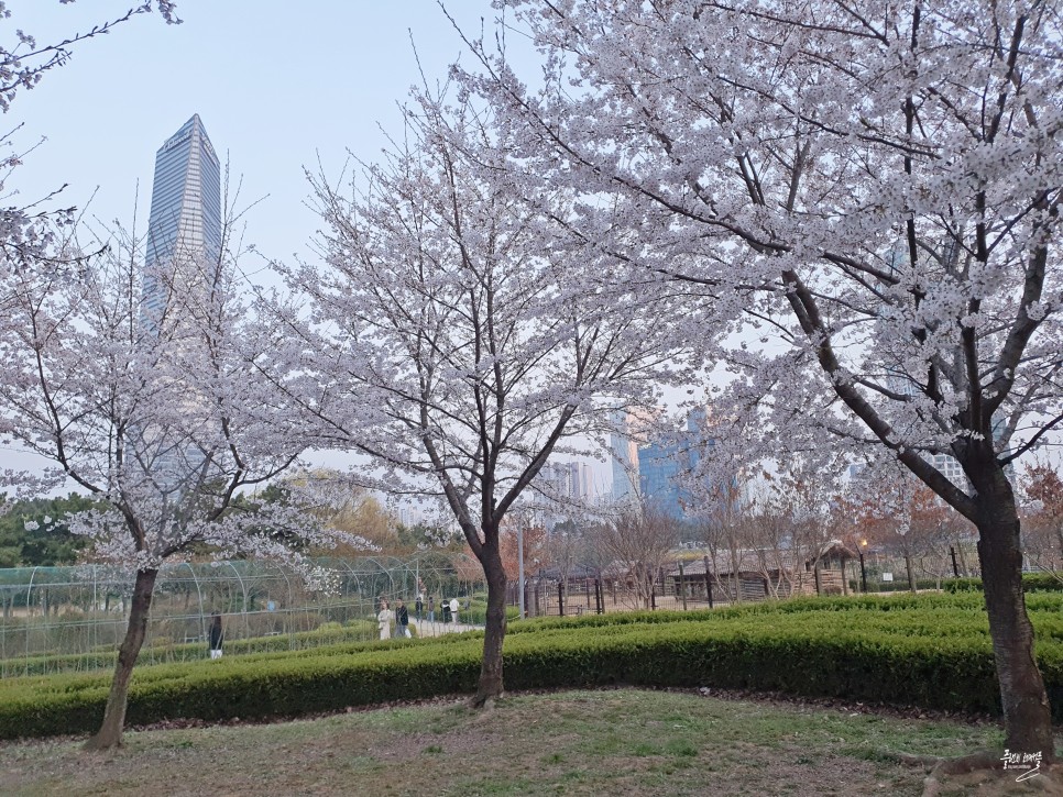 인천 벚꽃 명소 송도 센트럴파크 벚꽃 인천 꽃구경 가볼만한곳