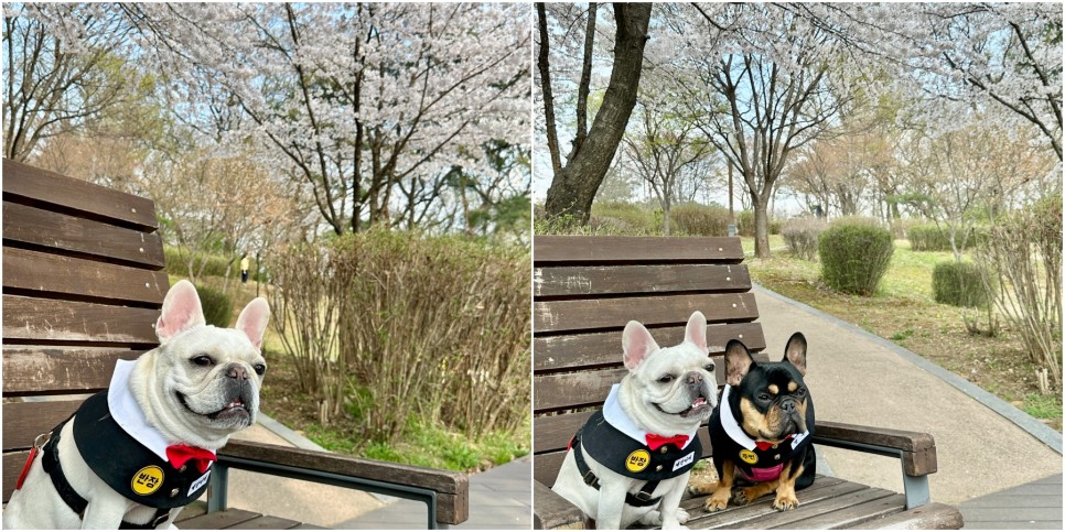 광교 호수공원 벚꽃 보고 맛집 가고! 앨리웨이 도쿄등심