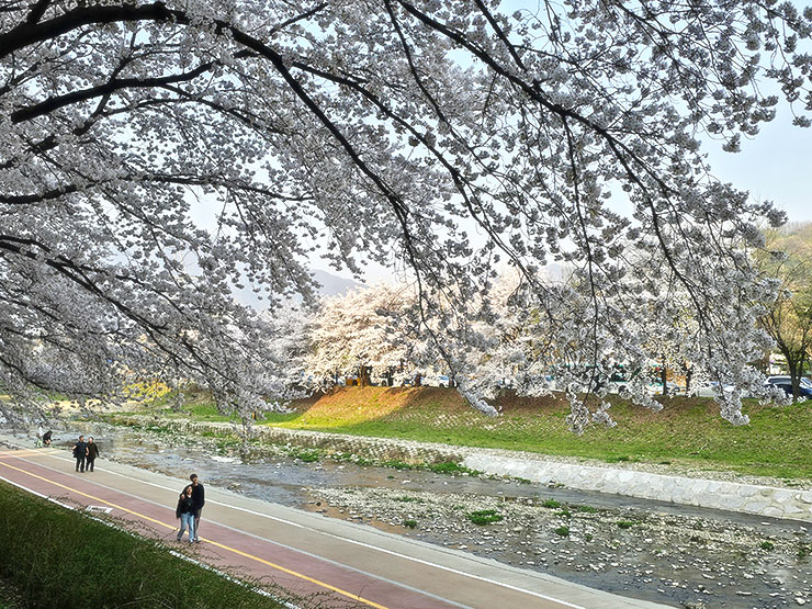 경기도 벚꽃 명소 하남 산곡천 벚꽃 봄데이트