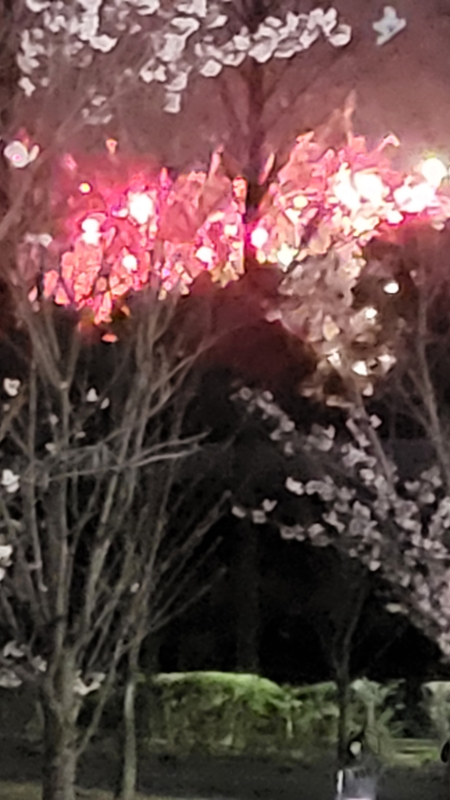 백운호수 누릉지 오리백숙 먹고 과천 서울대공원 야간 벚꽃 축제의 장으로 경희애문화  건강챙기기