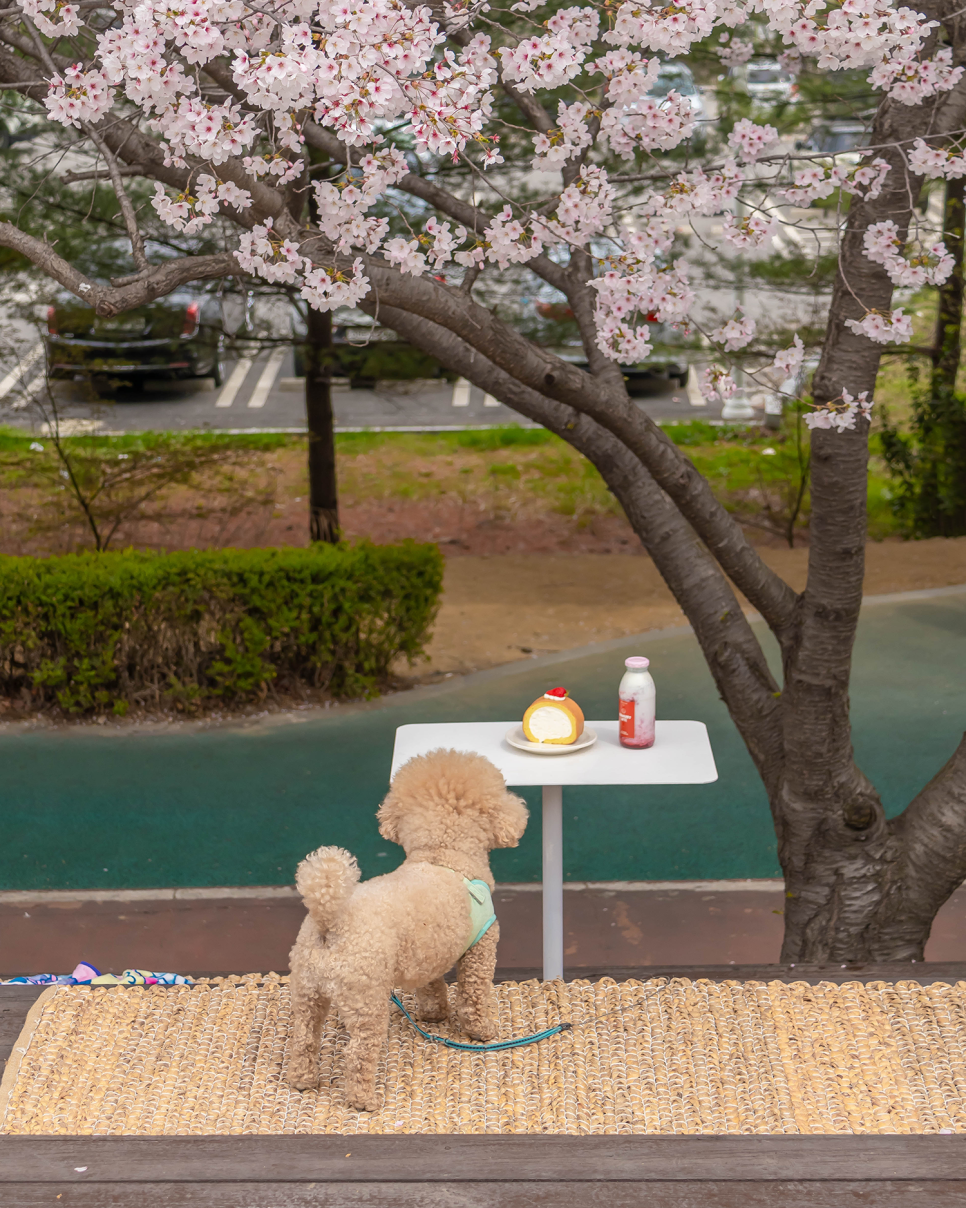 아산 가볼만한곳  아산 카페 인주 한옥점, 오엠엠, 공세리성당 충남 벚꽃명소