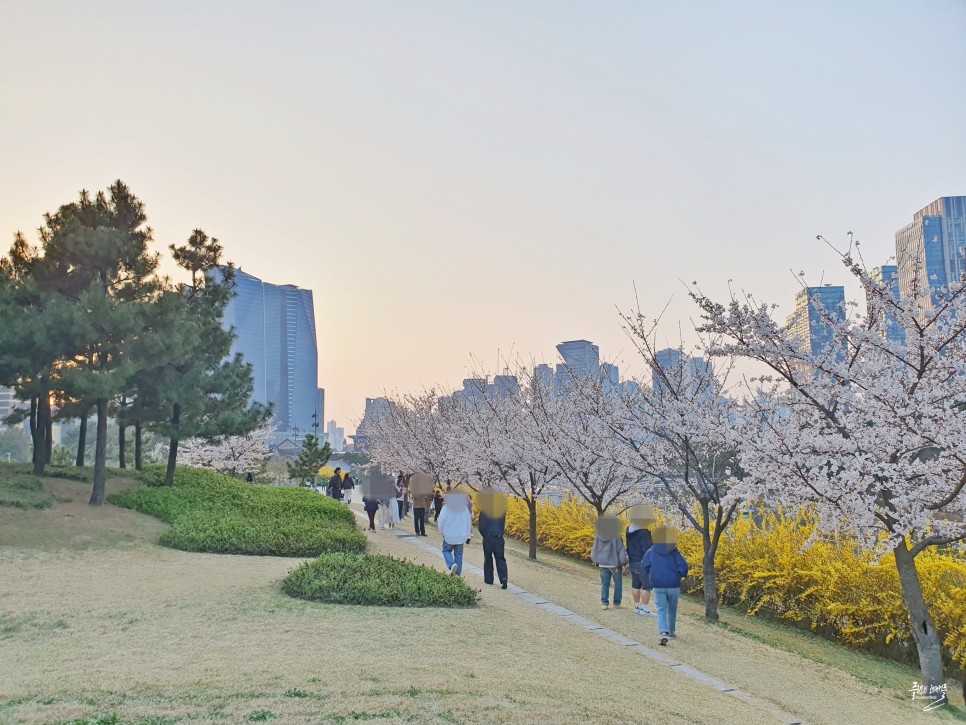 인천 벚꽃 명소 송도 센트럴파크 벚꽃 인천 꽃구경 가볼만한곳