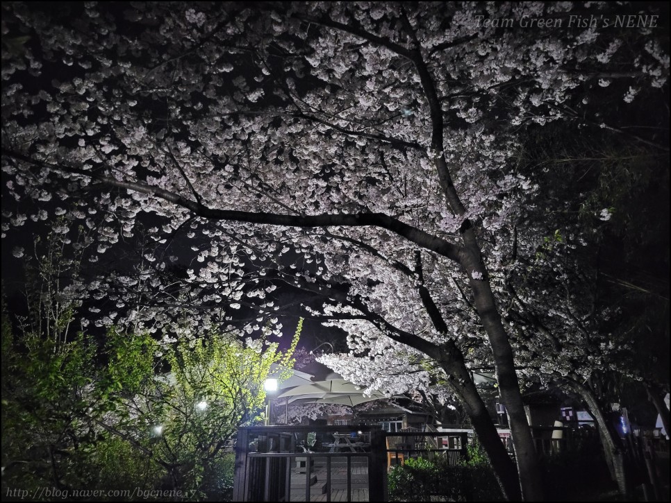 24.04.06 - 울산 남구 선암저수지 ('선암호수공원'의 만개한 벚꽃! 야경도 일품! 한적하기까지!)