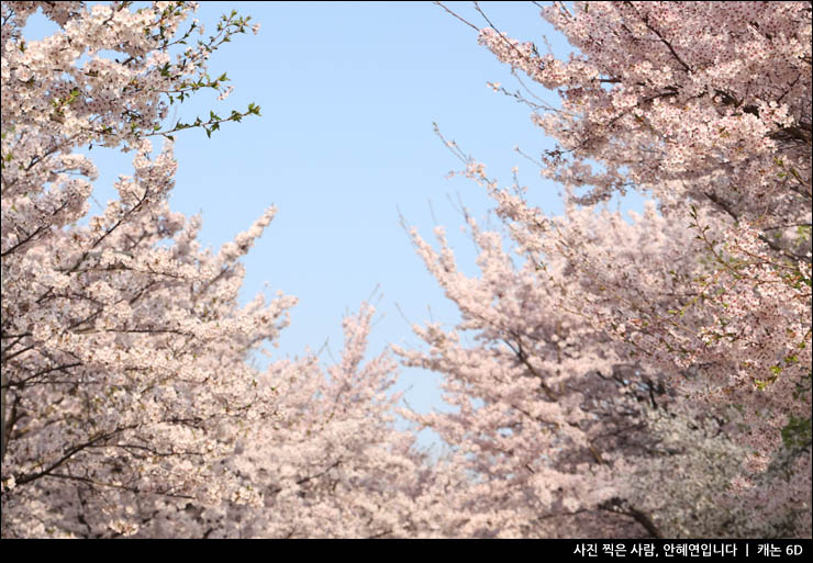 주말여행 추천 서울 나들이 성수동 서울숲 벚꽃 튤립 놀거리