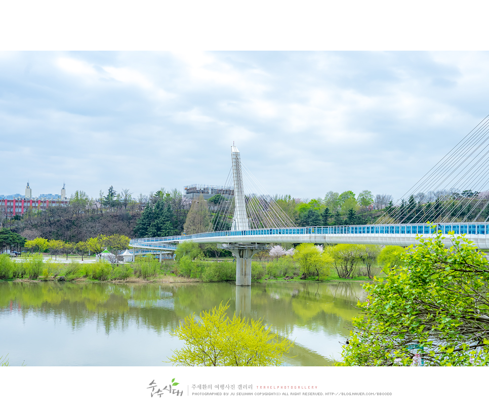 대구 벚꽃 명소 동촌유원지 금호강 자전거길 벚나무길