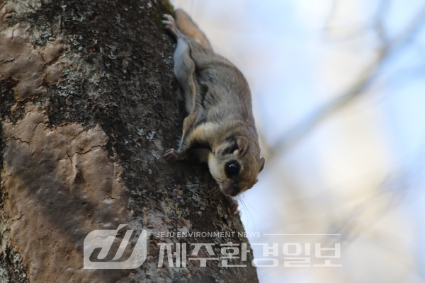 4월 1일은 멸종위기종의 날…야생생물 공존 가치 널리 알린다